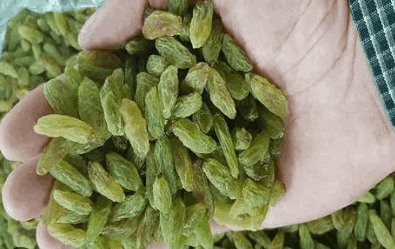 تصویر 1 از کشمش سبز عسگری با ظاهری جذاب و یکدست